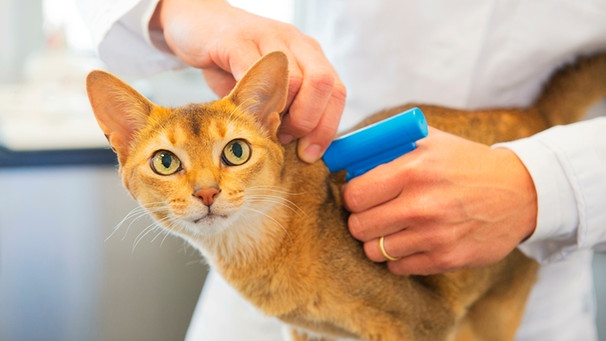 Ein Katze bekommt beim Tierarzt einen Mikrochip implantiert | Bild: mauritius images / Alamy Stock Photos / Martin Wierink